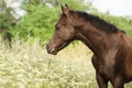 Portrait of a Welsh pony foal in flowers