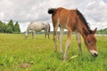 Foal grazing grass with mare Royalty Free Stock Photo