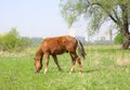 Foal grazing on a green spring meadow