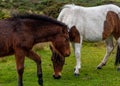 Foal grazing with her mother on the moor Royalty Free Stock Photo