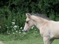 Foal Head Shot Royalty Free Stock Photo