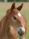 Foal Headshot