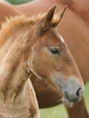 Foal Headshot Royalty Free Stock Photo