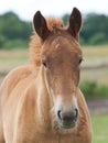 Foal Headshot