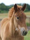 Foal Headshot