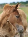 Foal Headshot