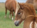 Foal Headshot