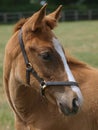 Foal Headshot