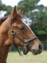 Foal Headshot