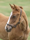 Foal Headshot