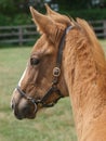 Foal Headshot