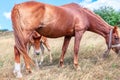 Foal is hiding behind the mare Royalty Free Stock Photo