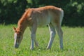 Foal horse grazing on a green meadow in summer farm Royalty Free Stock Photo