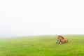 Foal horse lying on grass