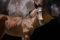 Foal with horse mother isolated on black background. Royalty Free Stock Photo