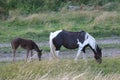 Foal with its mother Royalty Free Stock Photo