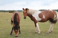 A foal with its mother in the New Forest Royalty Free Stock Photo