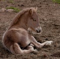 Foal lying down Royalty Free Stock Photo