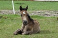 a foal lying down in the grass Royalty Free Stock Photo