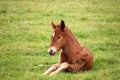 Foal lying on green grass field