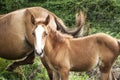 Foal and mare amid green vegetation