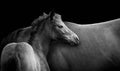 Horse wallpaper with foal isolated on black Royalty Free Stock Photo