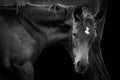 Foal with mare horse isolated on black Royalty Free Stock Photo