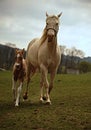 Foal and mare on the pasture Royalty Free Stock Photo