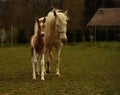 Foal and mare on the pasture Royalty Free Stock Photo