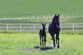 Foal and mare running together on pasture Royalty Free Stock Photo