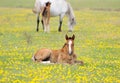 Foal with a mare on a spring meadow Royalty Free Stock Photo