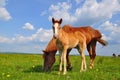 Foal with a mare on a summer pasture. Royalty Free Stock Photo