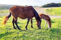 Foal with a mare on a summer pasture Royalty Free Stock Photo