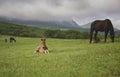 Foal in the meadow on the background of mountains