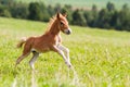 Foal mini horse Falabella Royalty Free Stock Photo