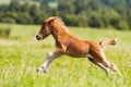 Foal mini horse Falabella Royalty Free Stock Photo