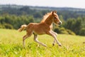 Foal mini horse Falabella Royalty Free Stock Photo
