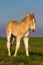 Foal mini horse Falabella Royalty Free Stock Photo