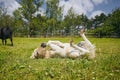 Foal of miniature horse lying on back in grass Royalty Free Stock Photo