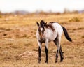 Young foal among the prairie dog mounds Royalty Free Stock Photo