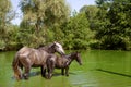 Foal and mom are standing in the water of a green flowering lake