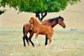 Foal and mother horse on field Royalty Free Stock Photo