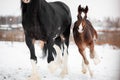 A foal with a mother horse gallop across a snowy field in winter Royalty Free Stock Photo