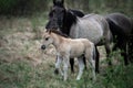 Foal with mother horse Royalty Free Stock Photo