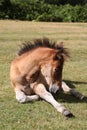 A foal, New Forest Royalty Free Stock Photo