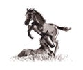 Foal oriental ink painting, sumi-e