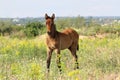 Foal on a pasture Royalty Free Stock Photo