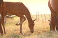 Foal on pasture Royalty Free Stock Photo
