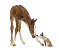 Foal playing with a cat