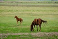 Foal playing and galloping next grazing mare Royalty Free Stock Photo